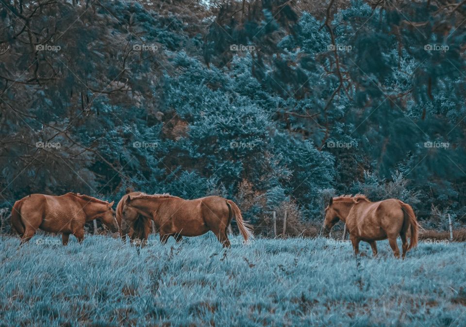 Edição especial em azul para a fotografia de animais em paisagens, uma tonalidade diferente e charmosa.