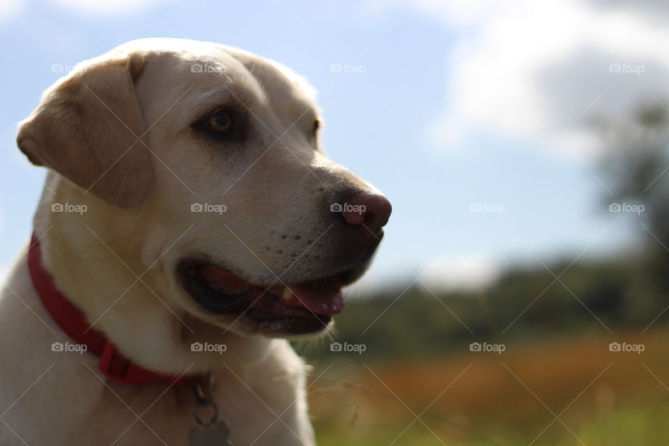 Dog sticking out his tongue