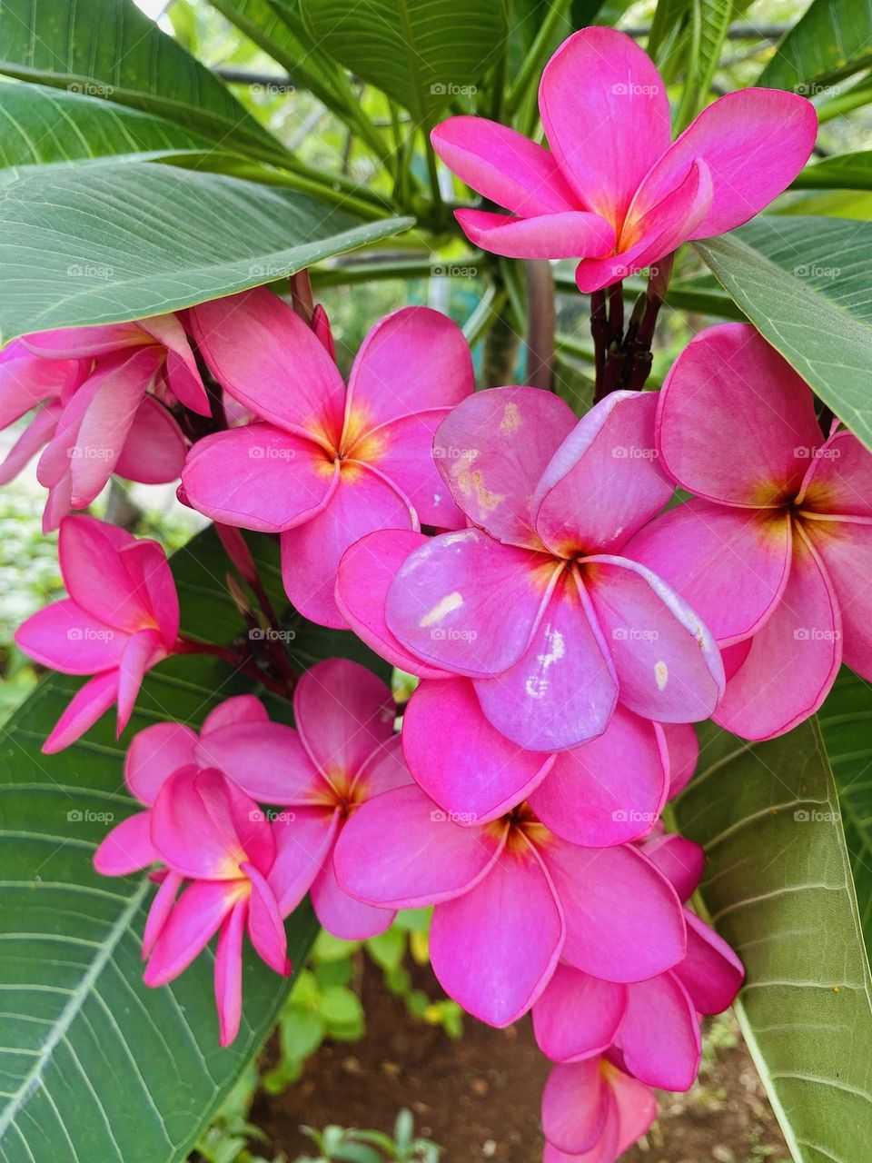 Pink plumeria 