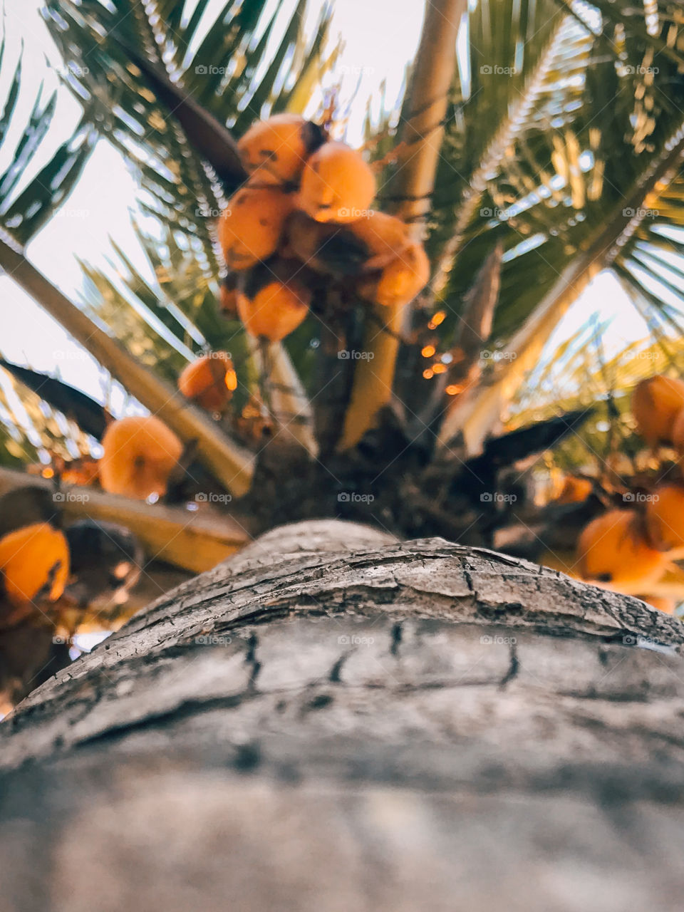 Vai um coco aí??