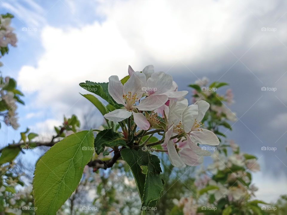 An apple is an edible fruit produced by an apple tree (Malus domestica). Blossom