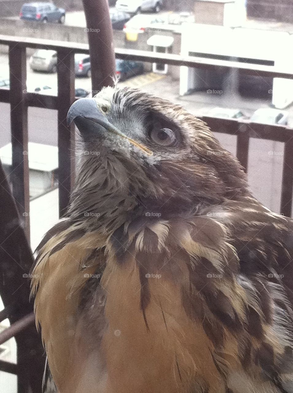 Redtail Hawk Chick