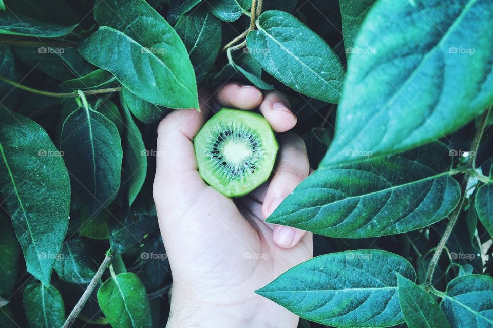 hand holding kiwi fruit 