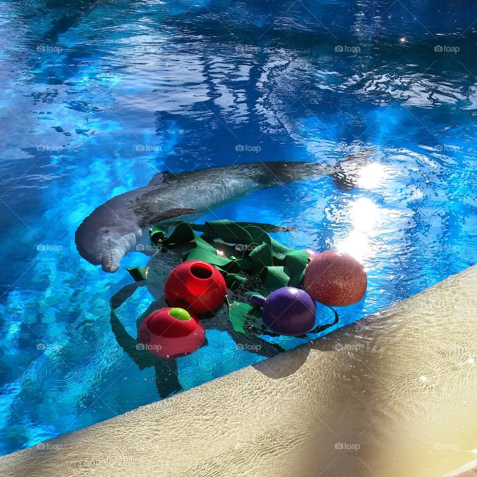 dolphin playing at Siegfried and Roy's secret garden habitat in las Vegas.