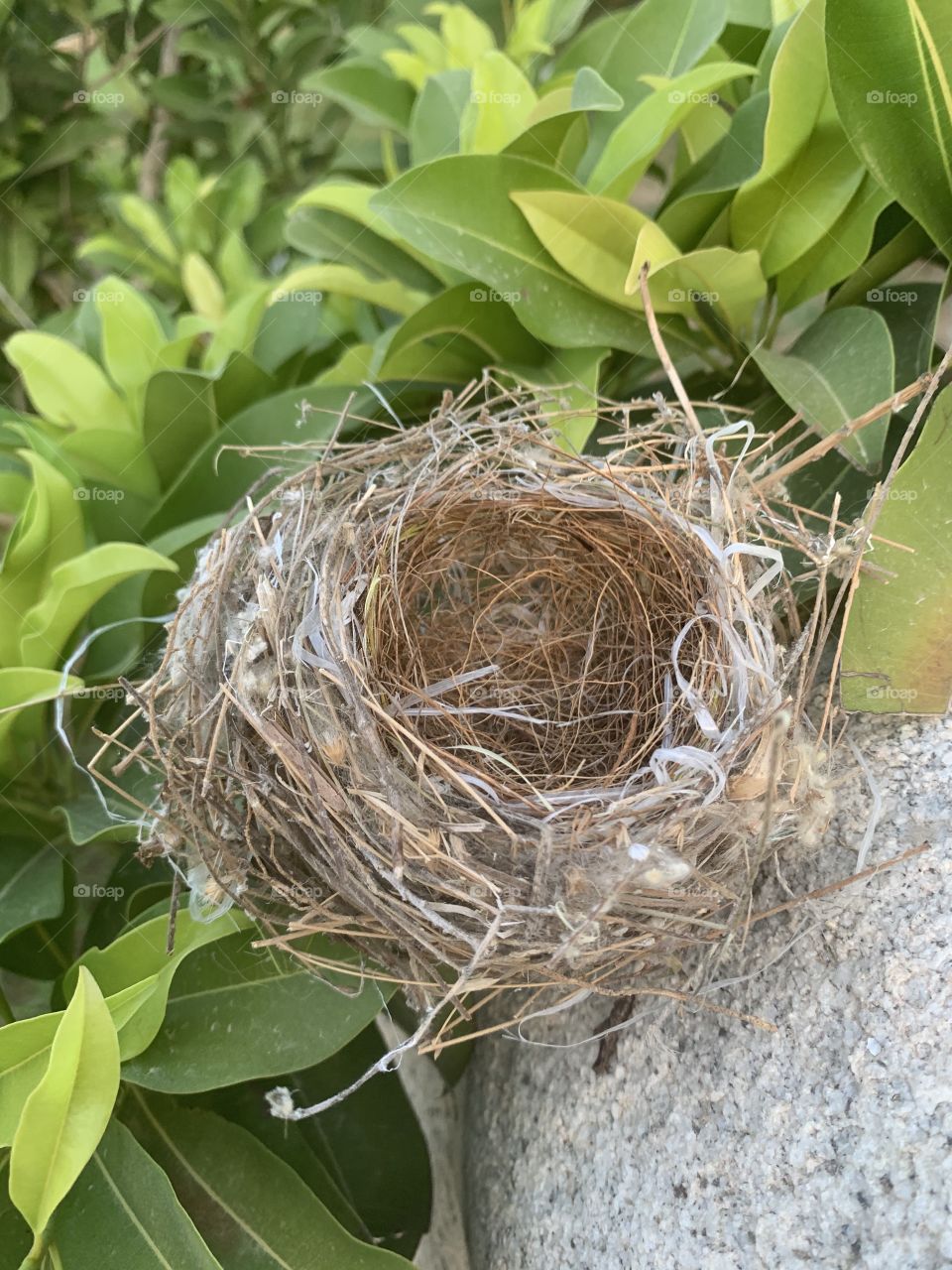 Empty nest