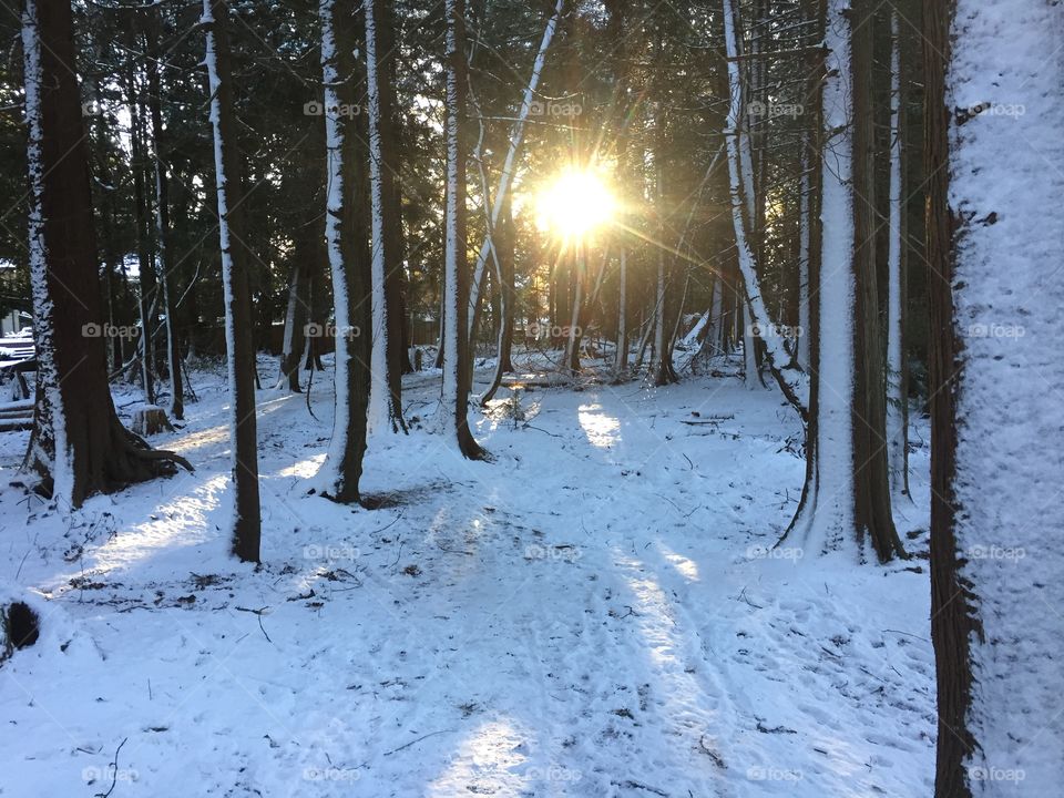 Sun through the trees 