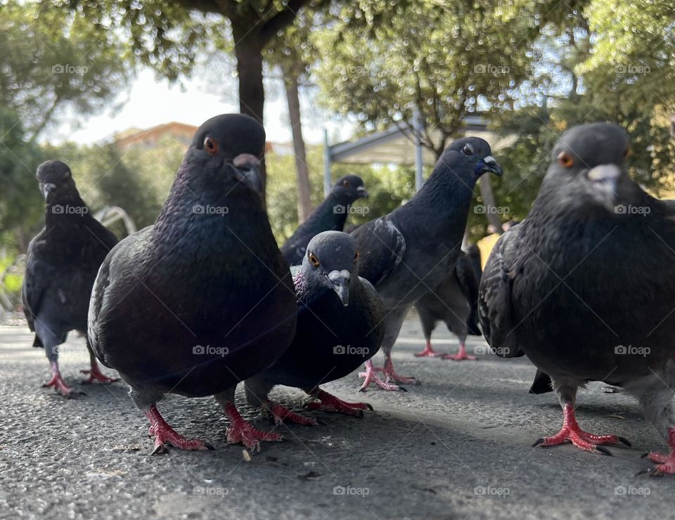 Pigeons watching at my camera 