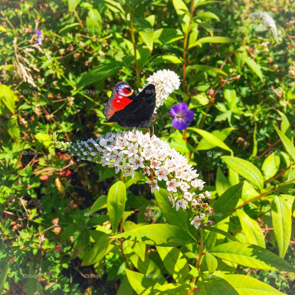 butterfly in garden