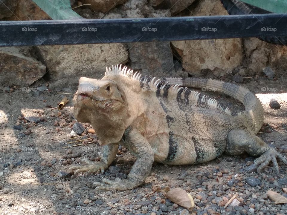 Costa Rican Iguana