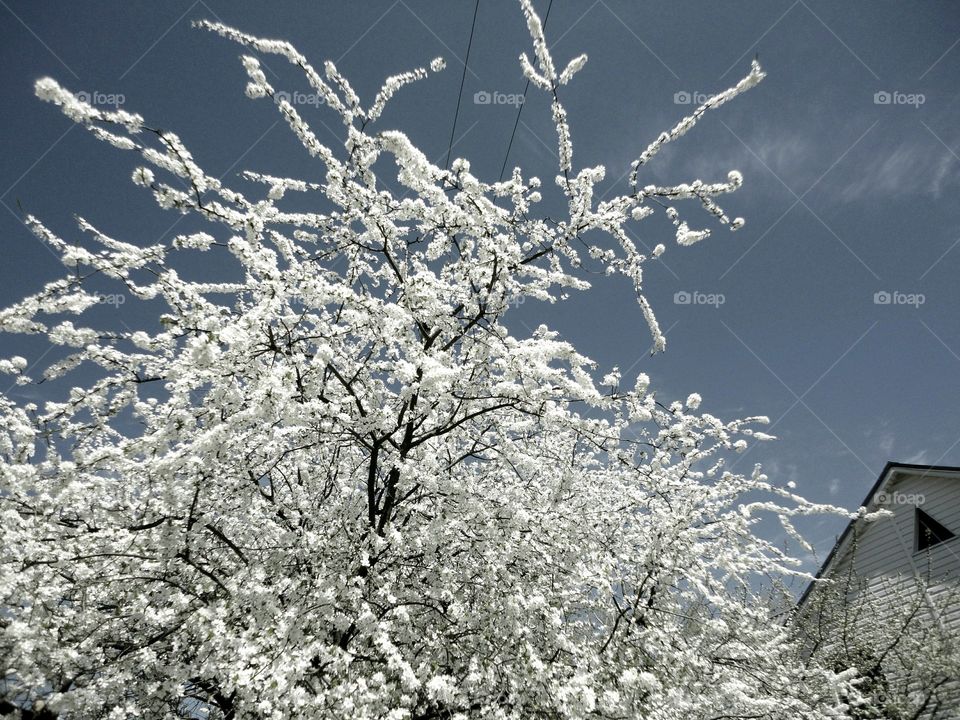 Tree, Cherry, Season, Branch, Winter