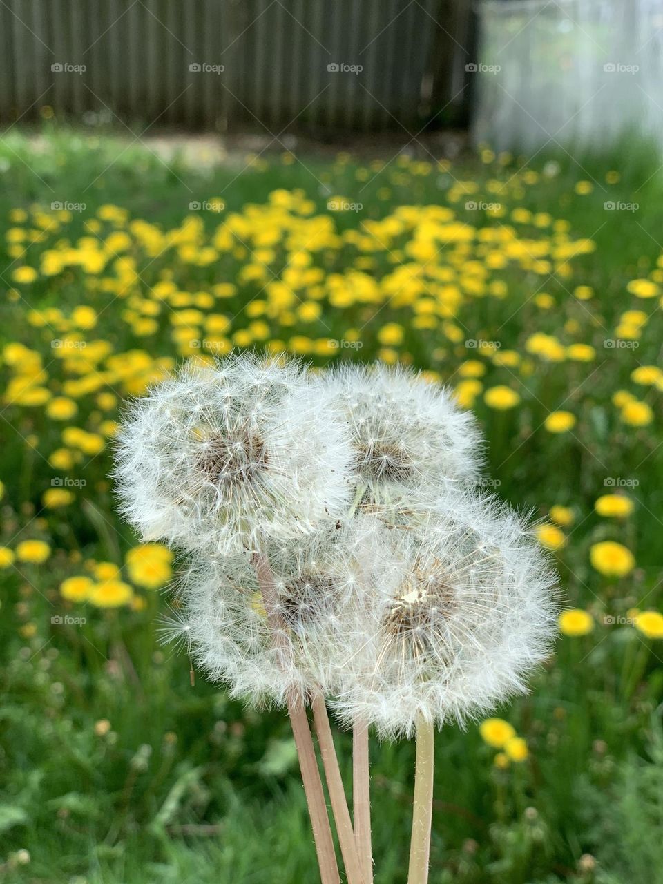 Dandelions 