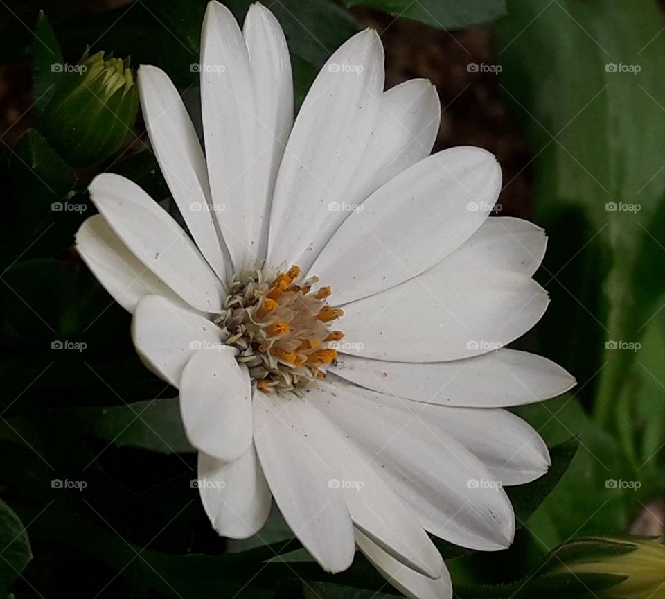 Beautiful white flower on the ground