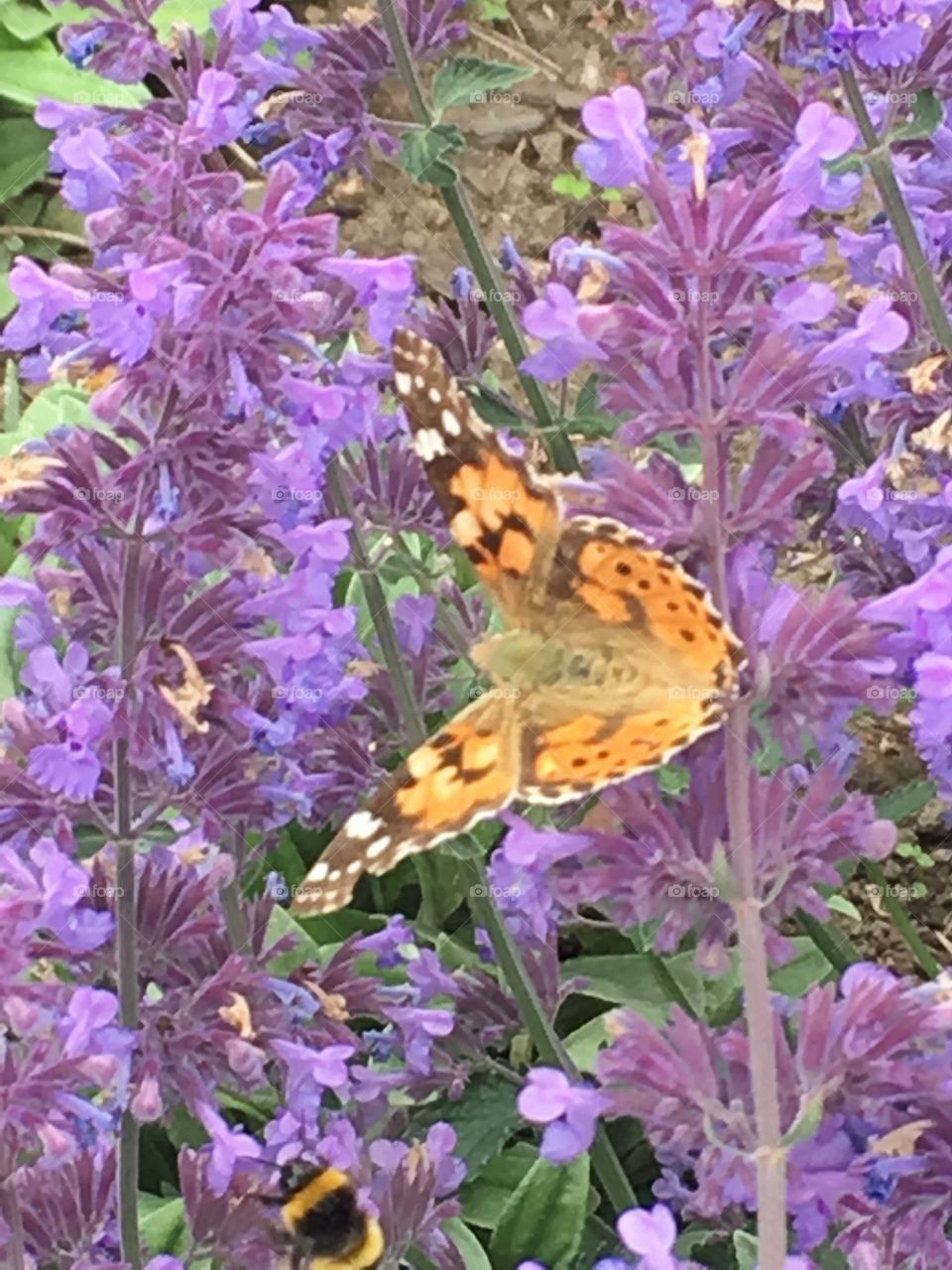 butterfly and flowers 