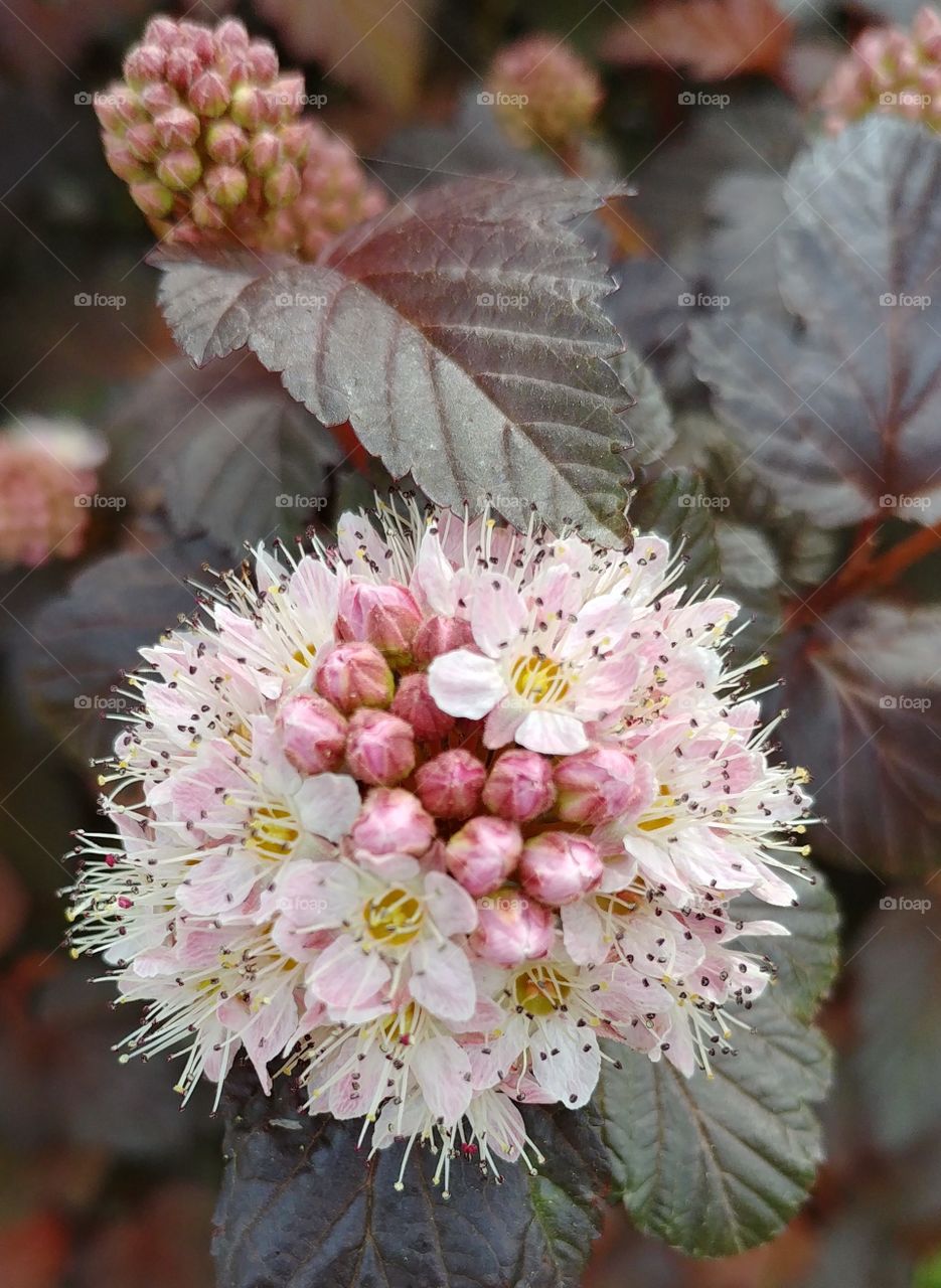Blume blühen Blüten rosa Frühling Spring Sommer Summer