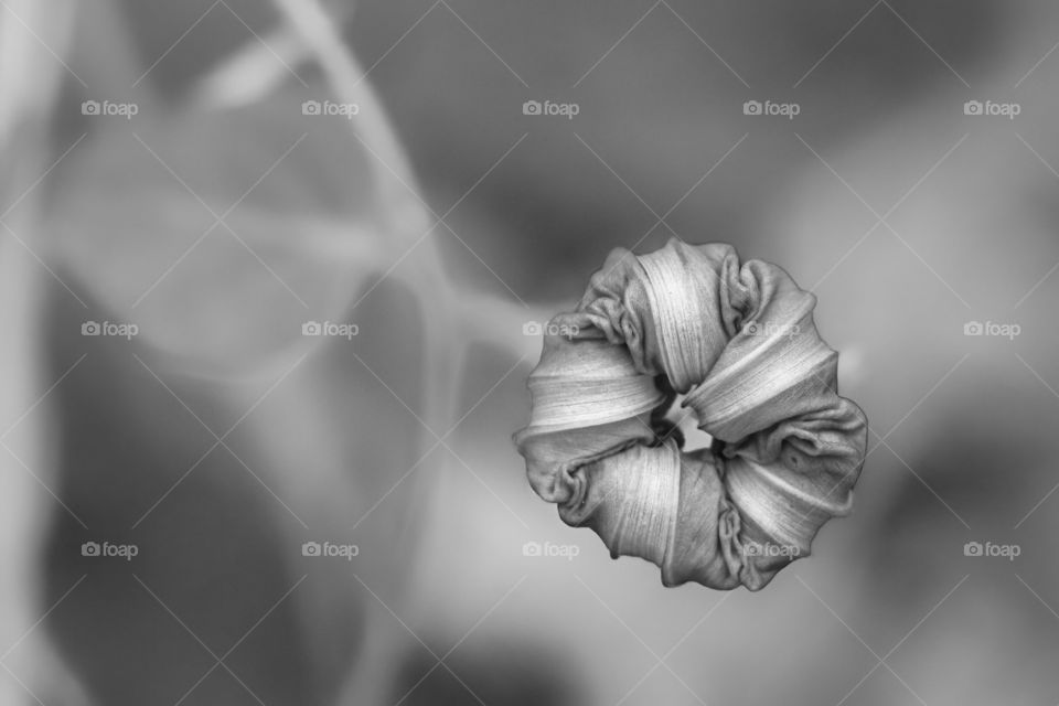 A Common Morning Glory (Ipomoea purpurea) bloom wrapped into itself during the afternoon. Raleigh, North Carolina. 