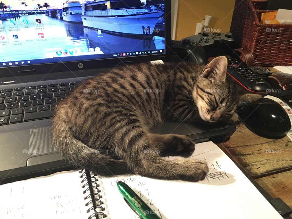 Laptops kitten