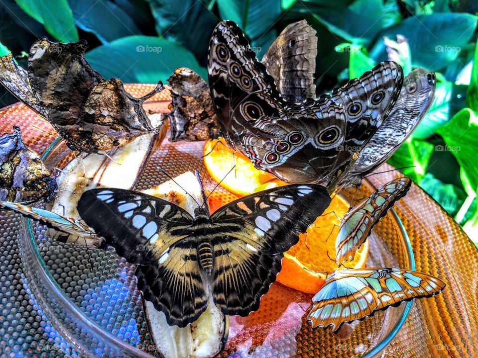 Butterflies eating orange slice