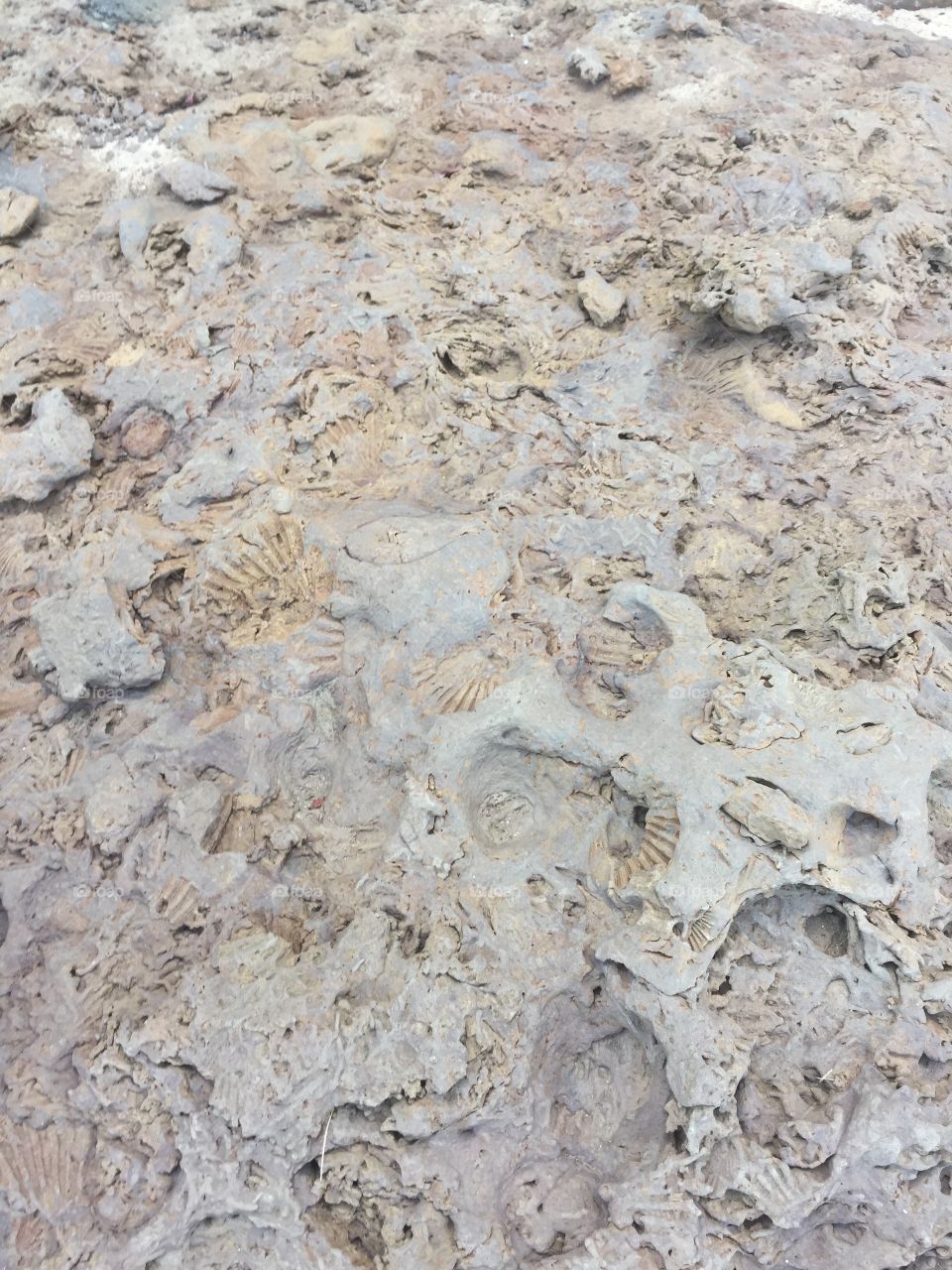 Fossil shell imprints in rock