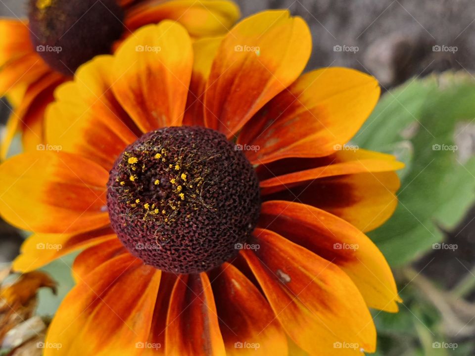 bright orange flower closeup