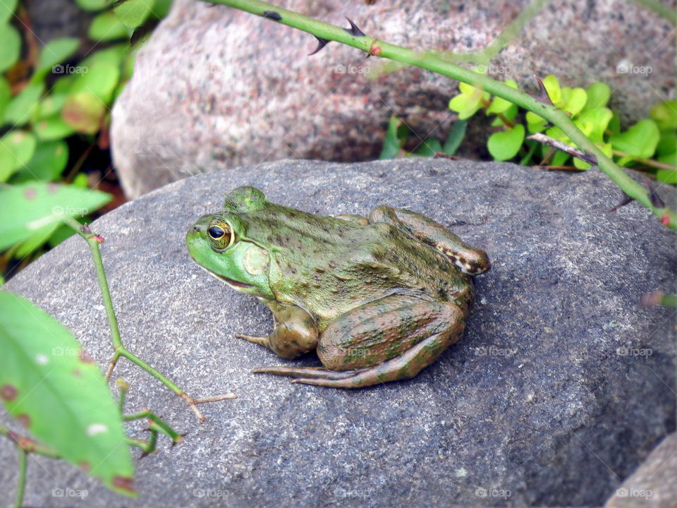 Frog sunning