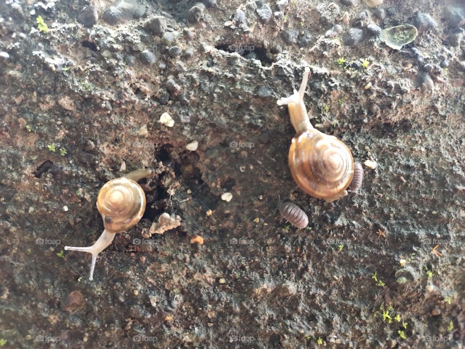 World of Fauna
Couple of
Grove snails
🐌🐌🐌
At the wall