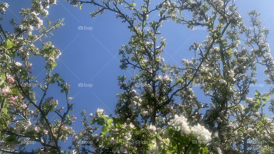 An apple tree with green leaves and pink blossoms against the blue sky on a spring sunny day 