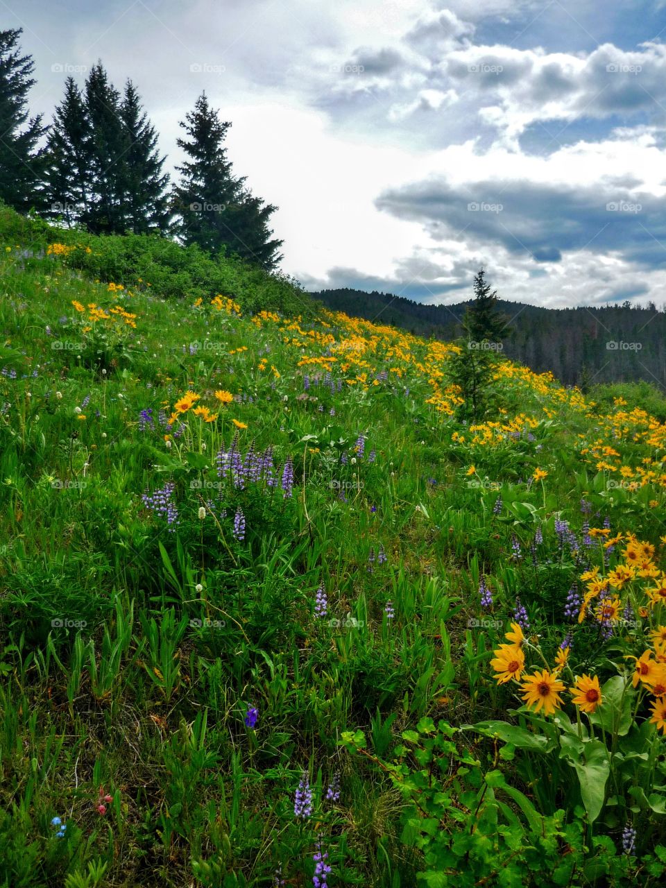 Wildflowers on hillside