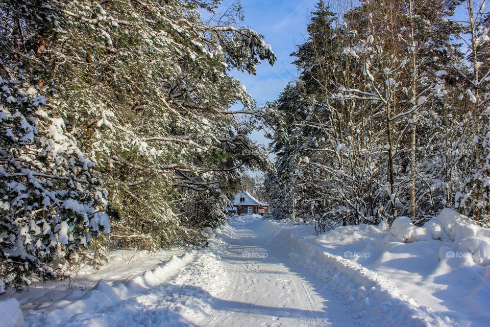 forest winter road to the house