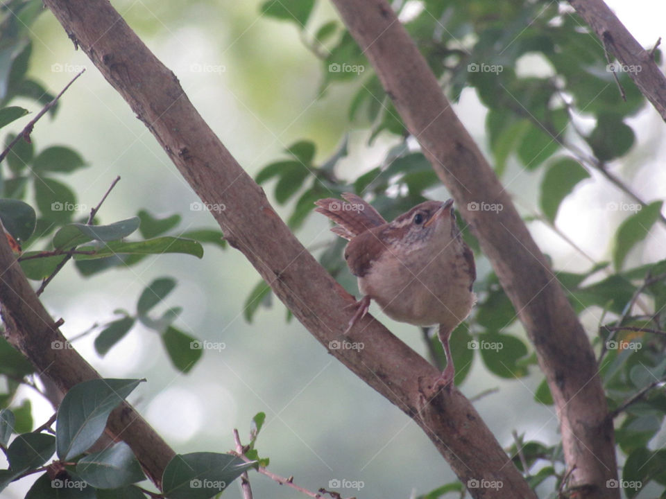 Bird perched in a tree