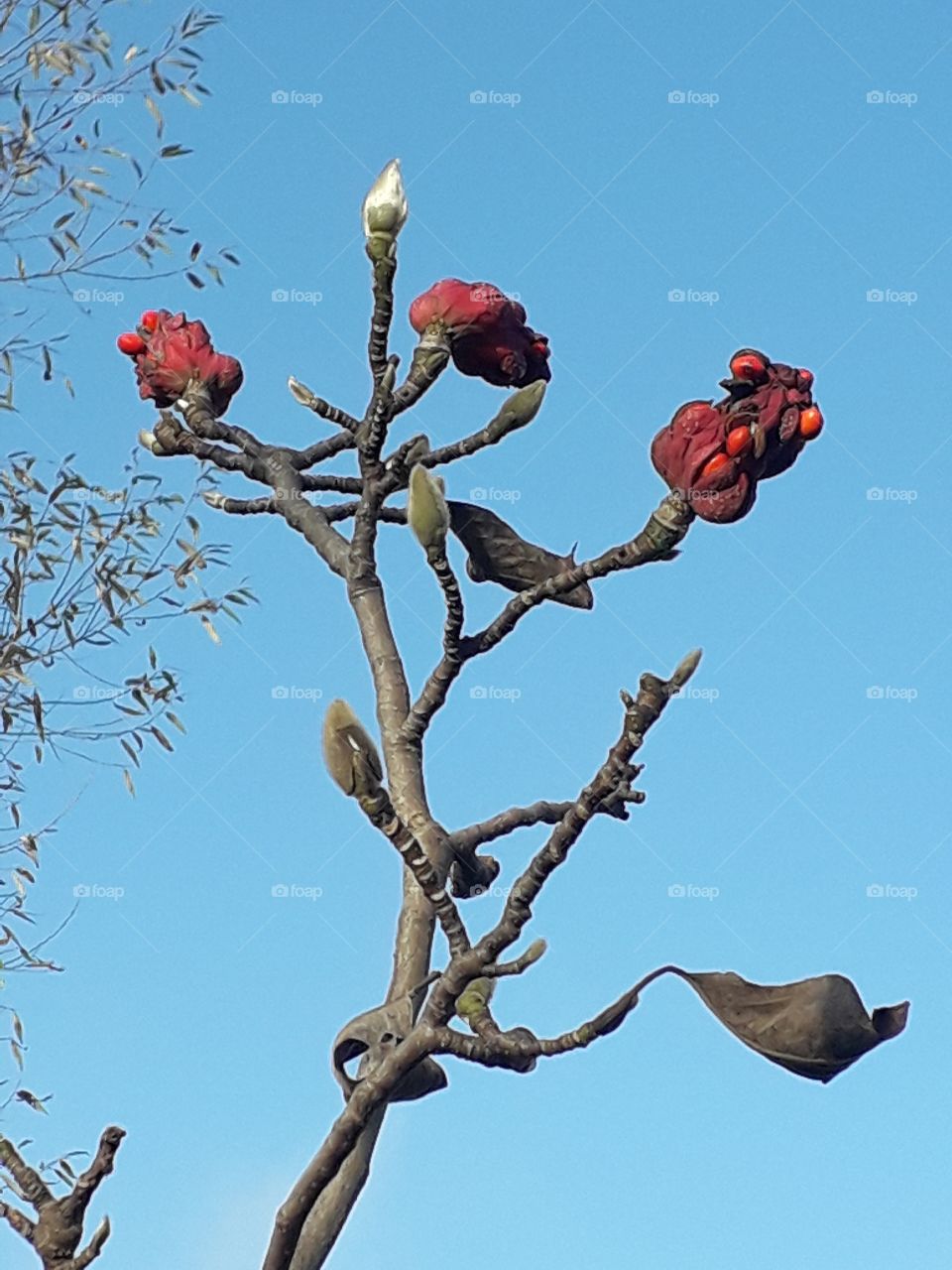 sunlit  red fruits of magnolia against blue sky