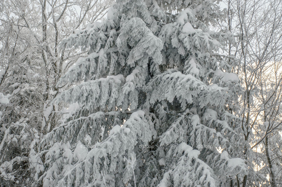 Winter landscape