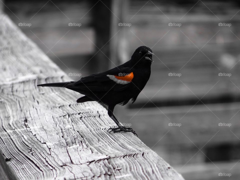 Black bird