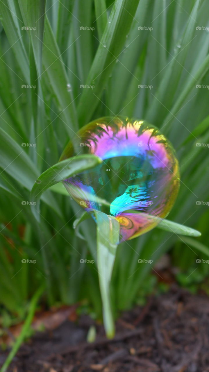 bubble in daffodil stem