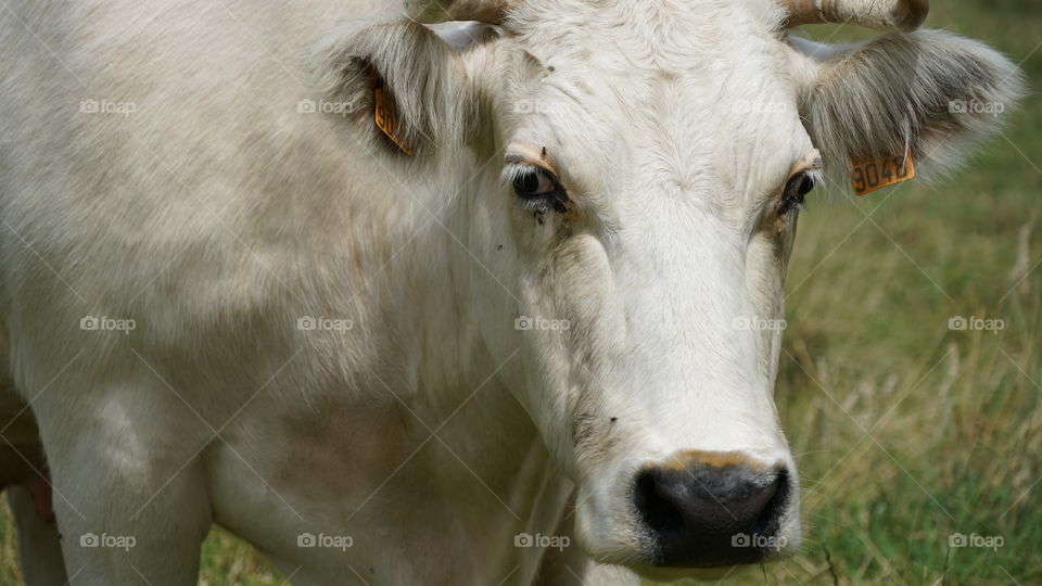 Cow in a field in Belgium during the summer of 2017.