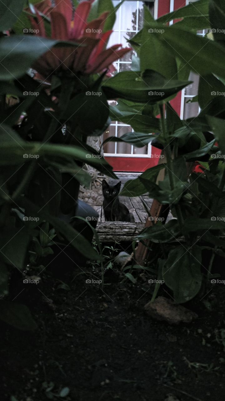 Stray kitty we call Sassy. Taming her is becoming a challenge. She definitely has trust issues.