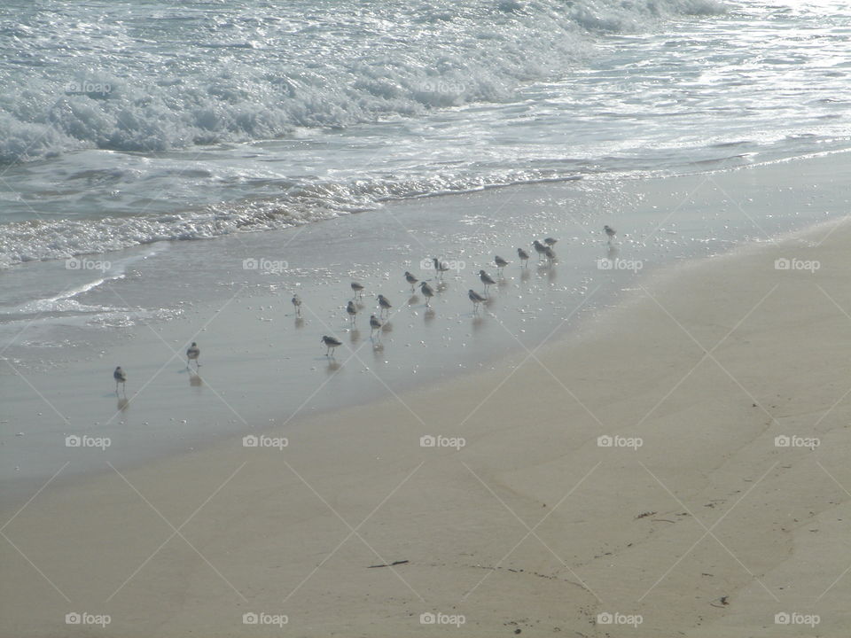 Sea birds