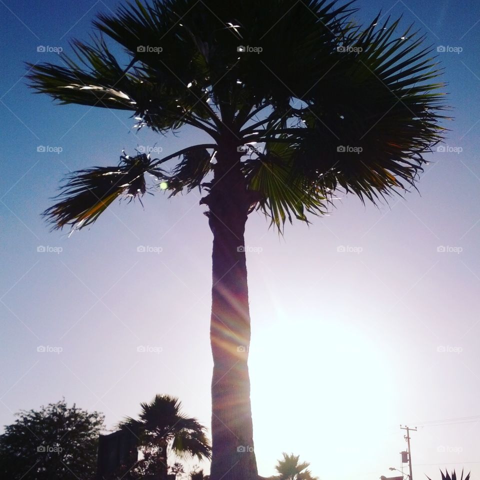 tally Palm