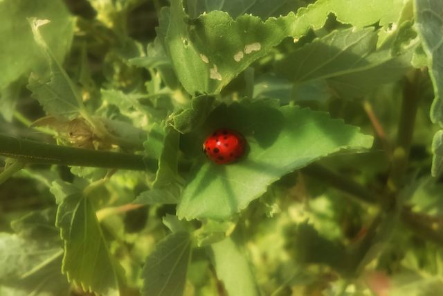 lady bug