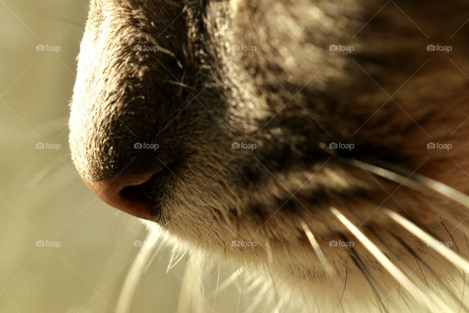cat nose