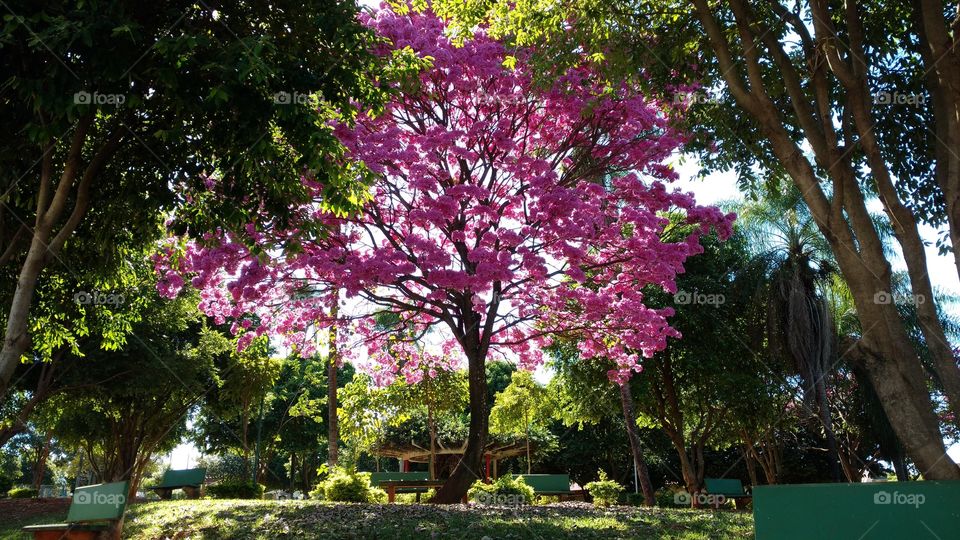 Que imagem linda! Uma árvore; Ipê florido com cores nítidas rosa escuro "magenta" em um lugar muito especial.