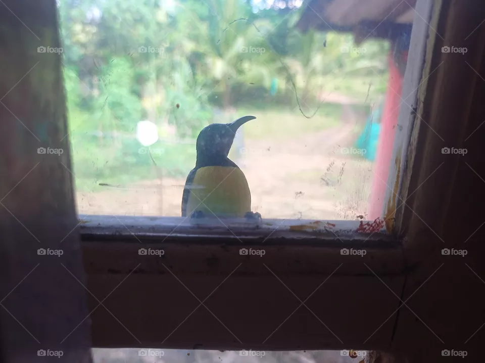 Bird