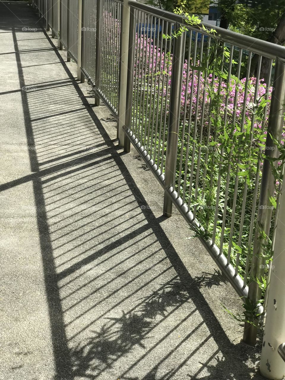 Shadow of over bridge railings with creeper plants on railing looks fantastic along with pink flowers back side of railings😍