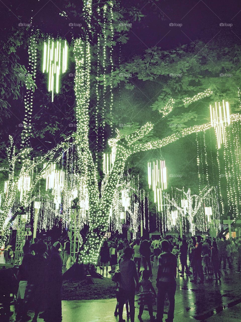 Christmas lights at the park