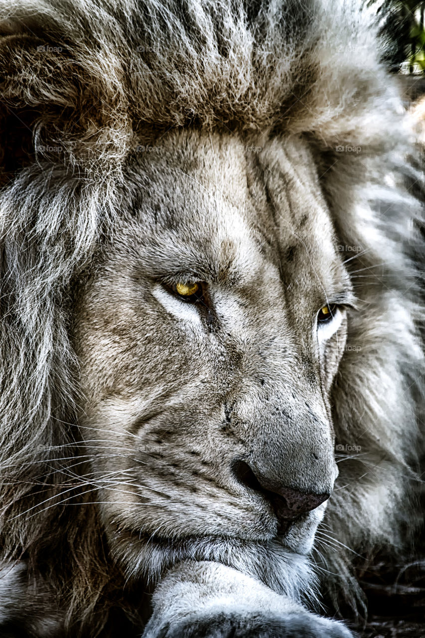 Lion portrait the thinker