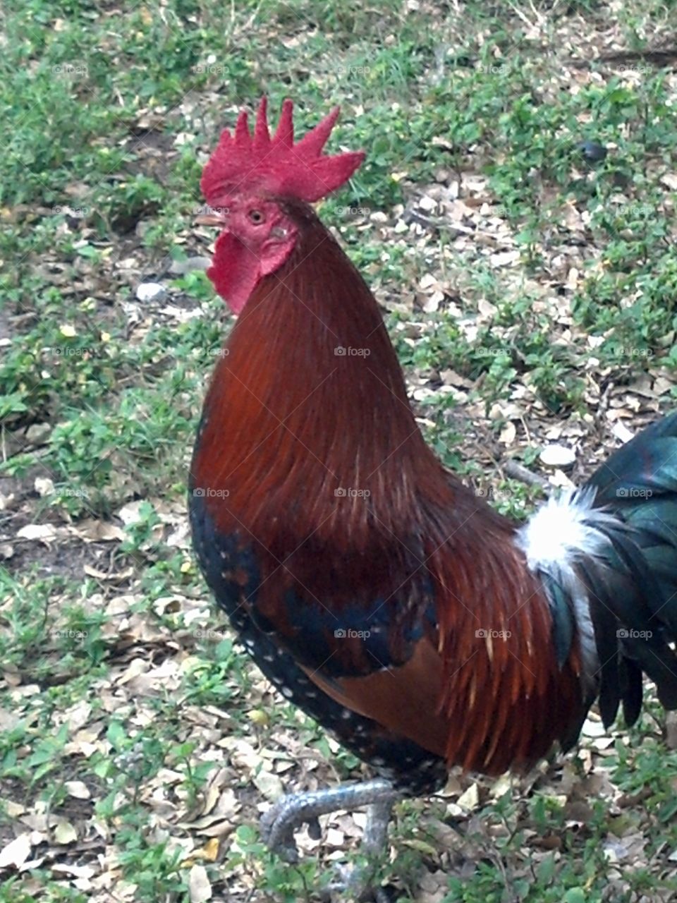 rooster