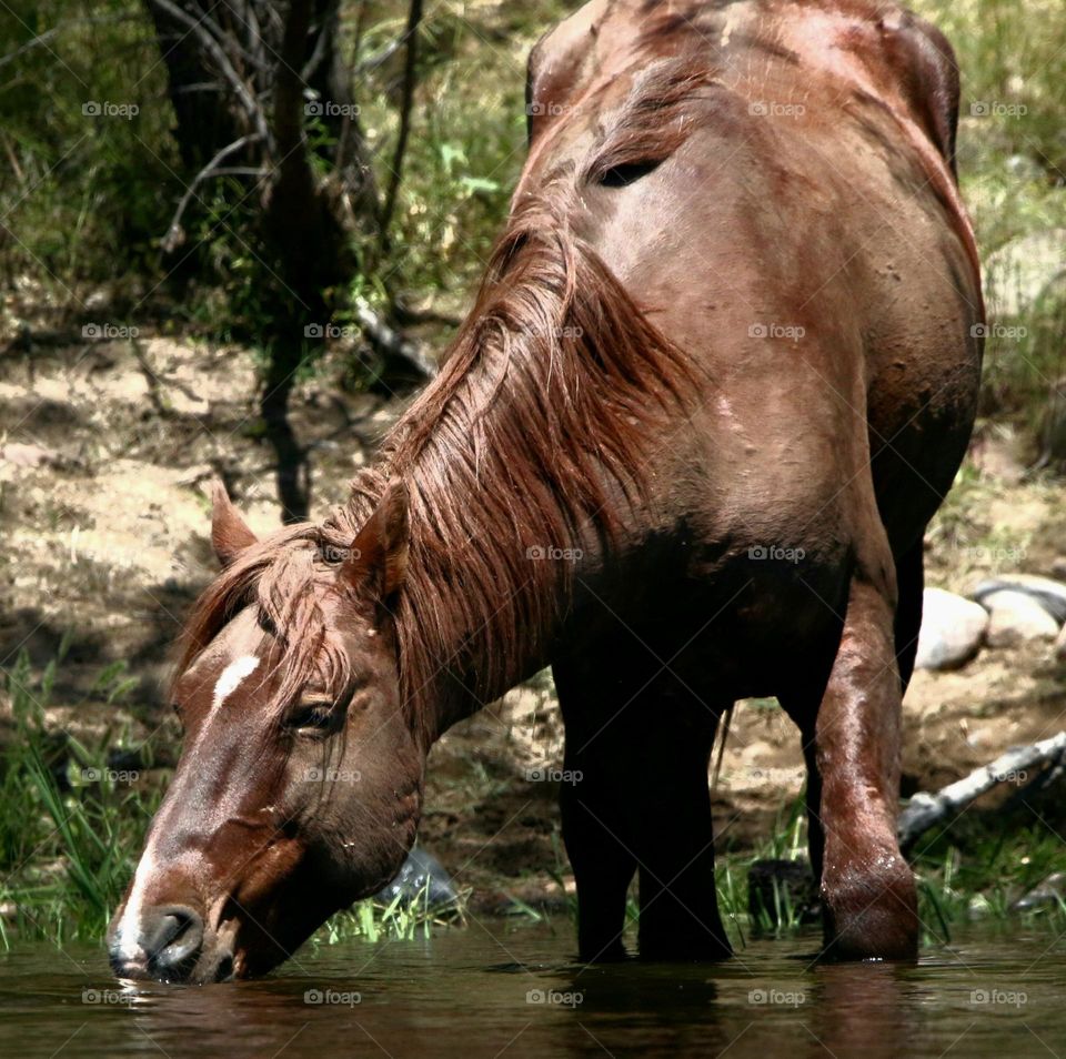 Wild Horse Drinking at River