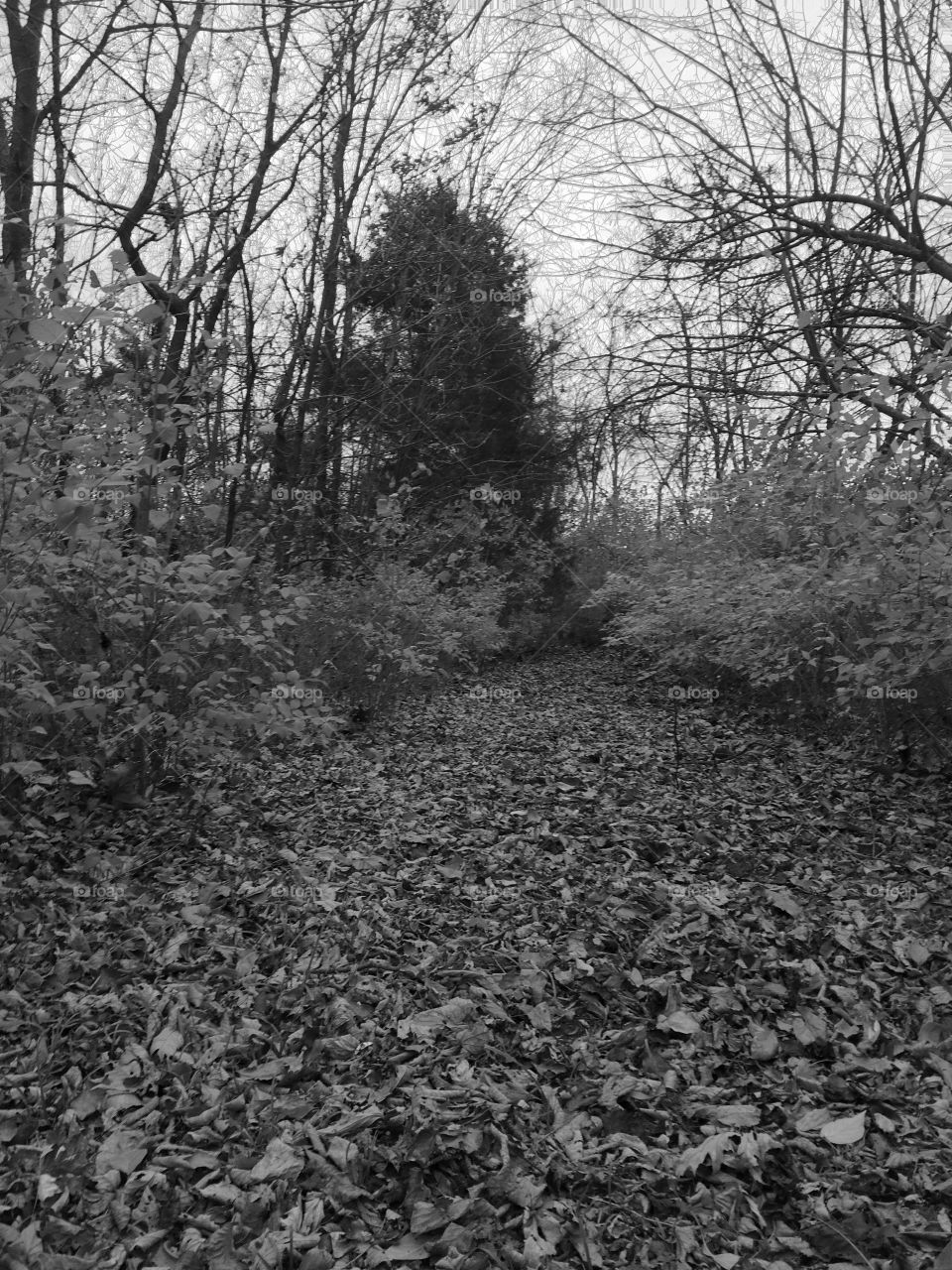 Woods in black and white 