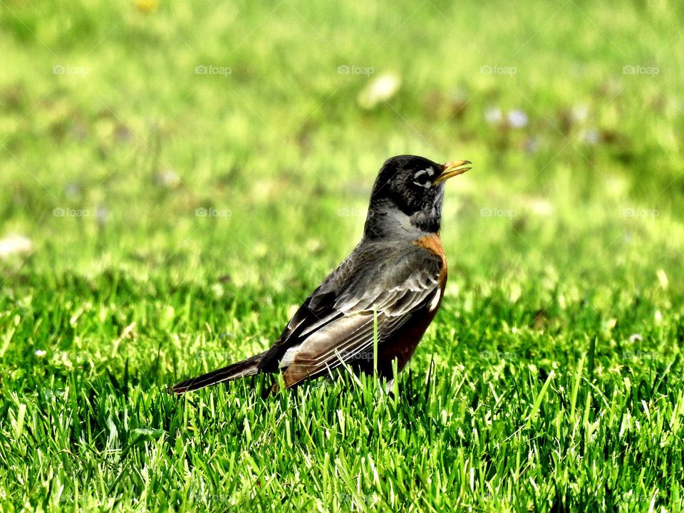 Cute little Robin on the grass on a spring day 