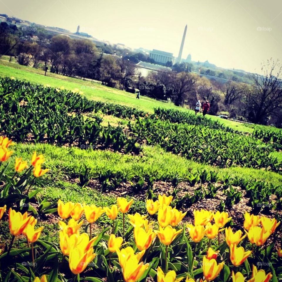 Spring in DC