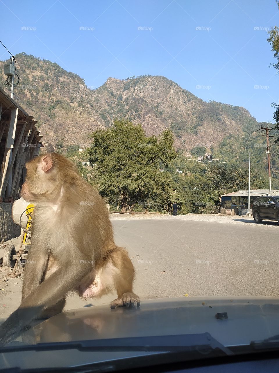 This macaque monkey came and sat on the bonnet of my car in the hope of getting some food